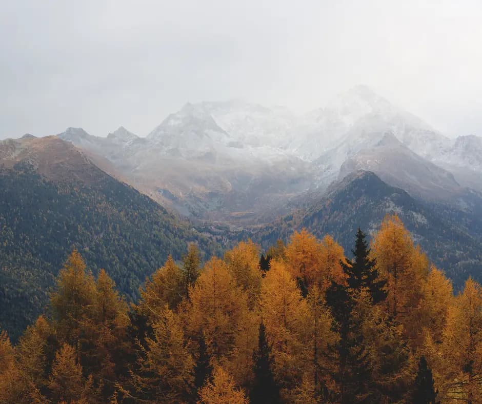 A Colorado mountain range framed by autumn trees