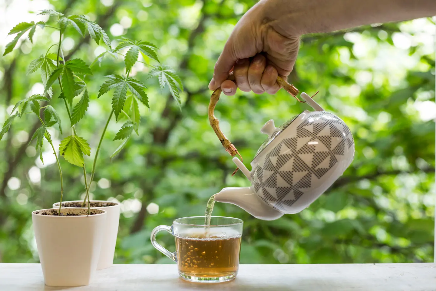 Hand pouring tea from a patterned teapot into a glass cup next to a cannabis plant in a white pot, with a lush green background.